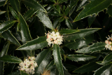 Ilex aquifolium 'Angustifolia' RCP4-09 271.jpg
